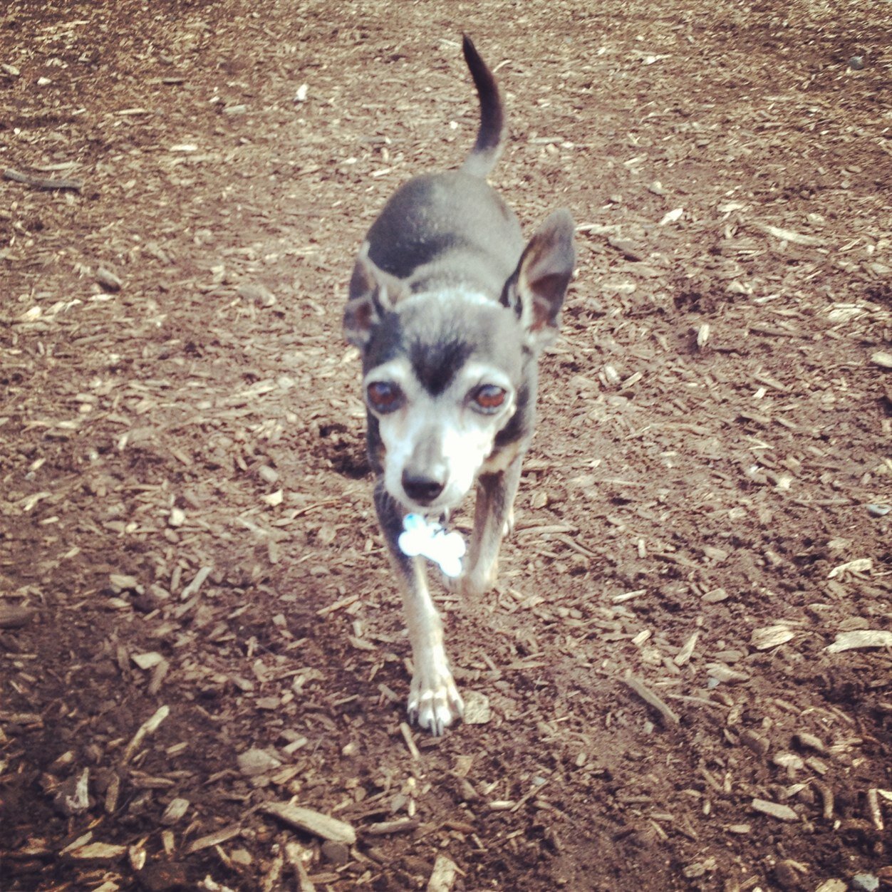 Weezie's Walkies is a full-service pet care, dog walking and dog boarding company based on the Westside of Los Angeles.