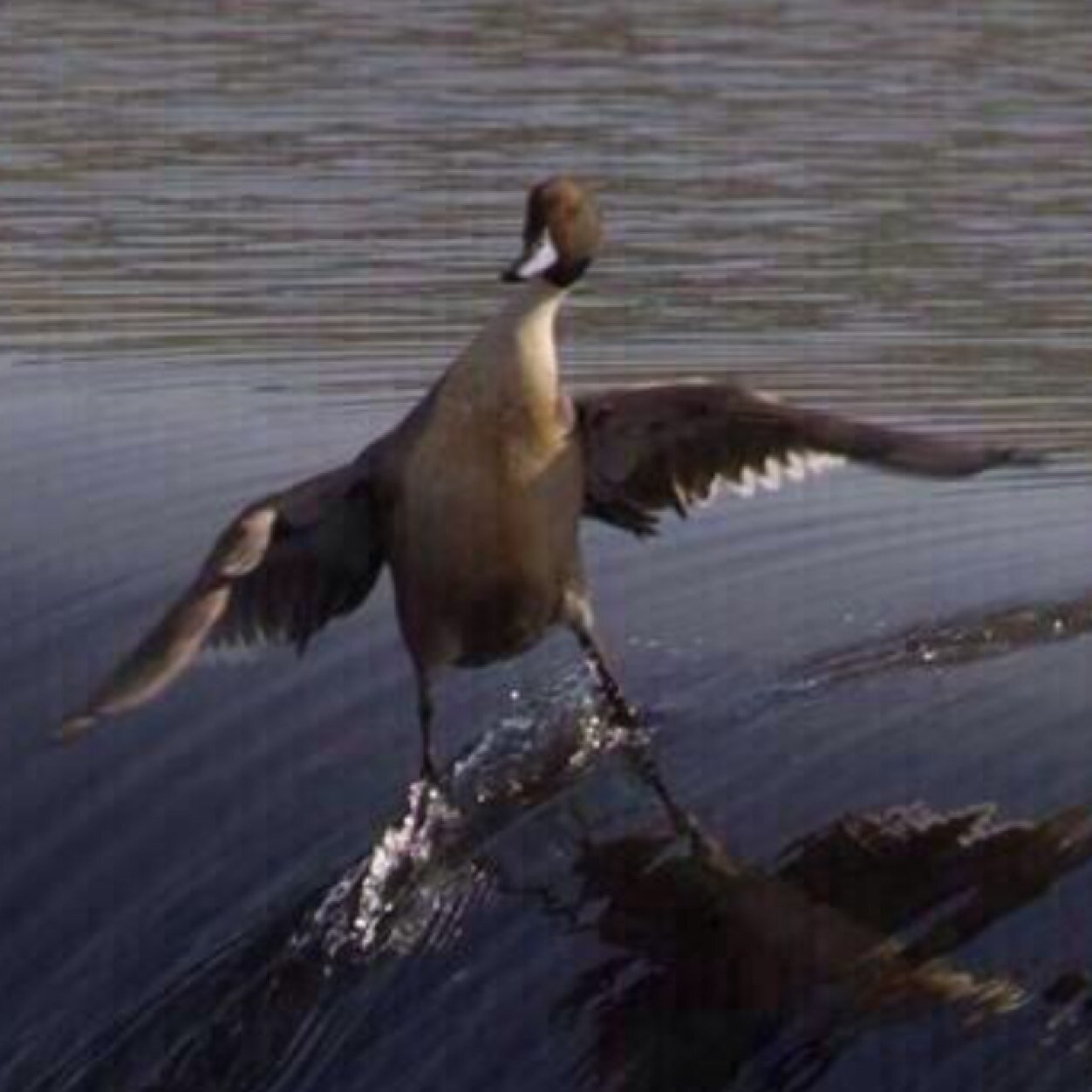 birdmanflyin's profile picture. 