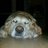 SatyranPL's profile image