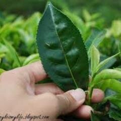 Special Teas for you to enjoy