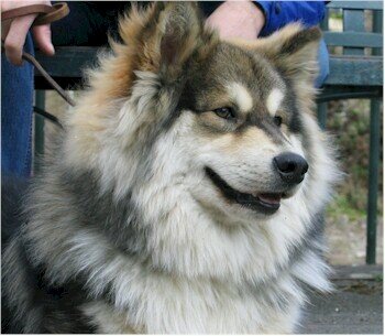 we help dogs posted on gumtree to find good homes