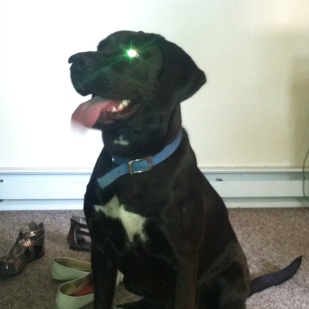 BaileyDOMEdog's profile picture. 