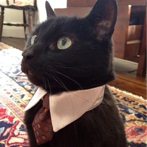 Professional meowcenary, expert with cat-based targeting systems. Business meowers are open.
(Can't hide likes, sometimes NSFW if you follow) He/Him