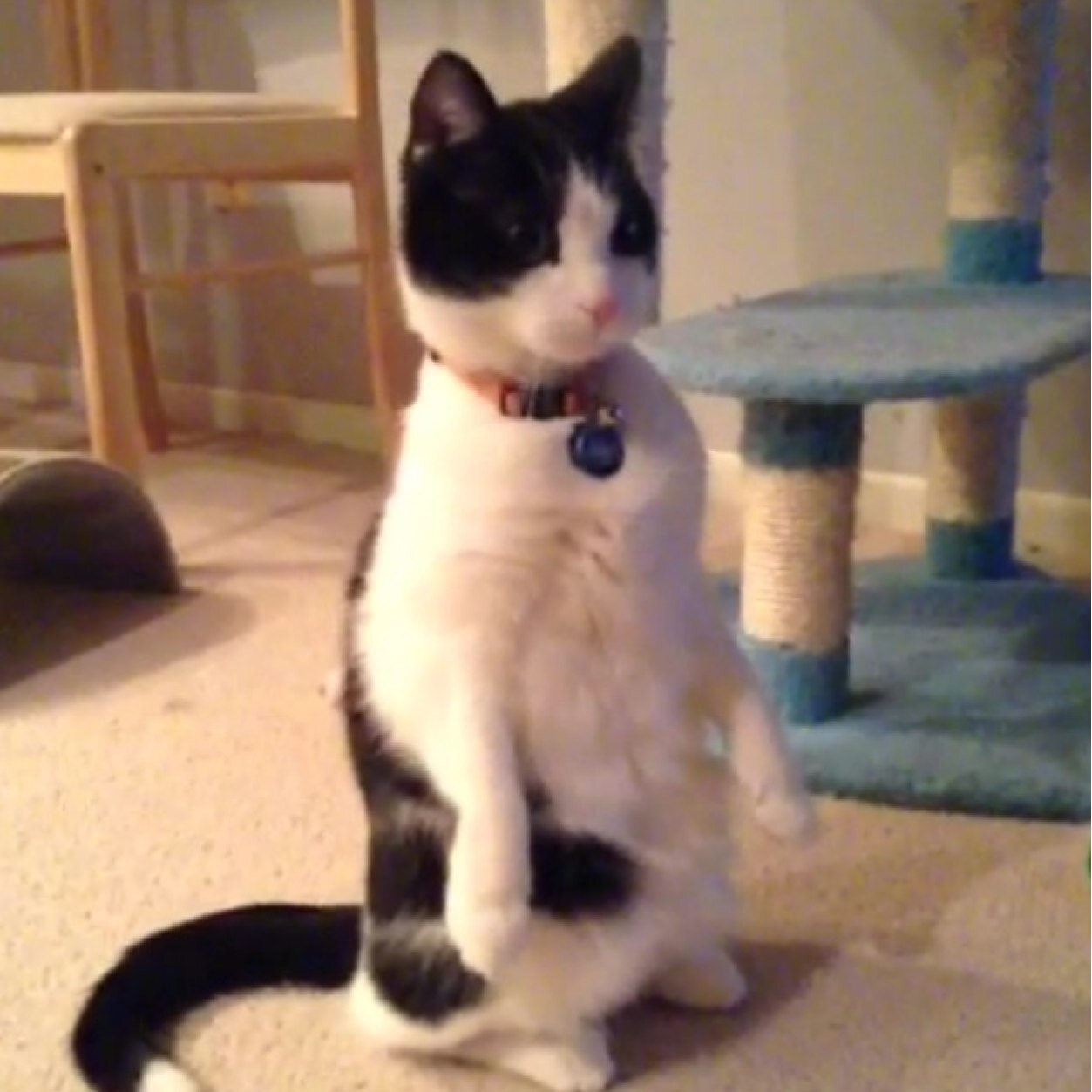 CitizenLoki's profile picture. Black white short hair | Eater of fish | Watcher of Human Sports on TV