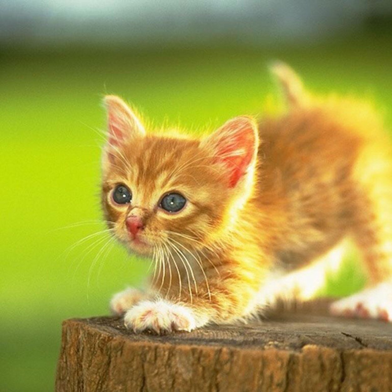 Pictures of cats.
Want to submit a picture? alwayscatpics@live.com