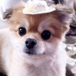 ごきげんよう。