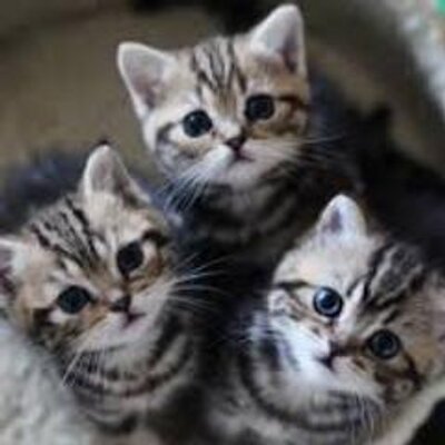 6秒で癒される猫動画 ﾟ ﾟ Cat Vines Twitter