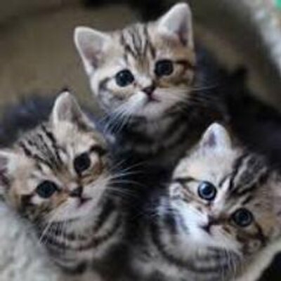 6秒で癒される猫動画 ゚ ゚ Cat Vines Twitter