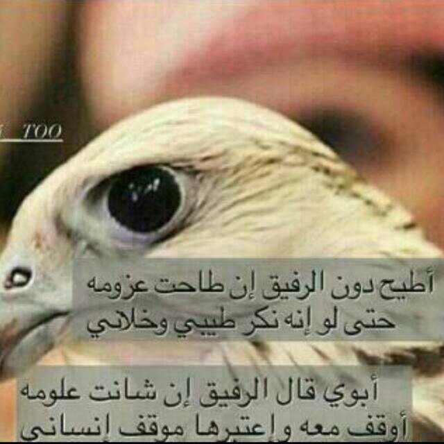 لاتدق الصدر وضلوعك رديه