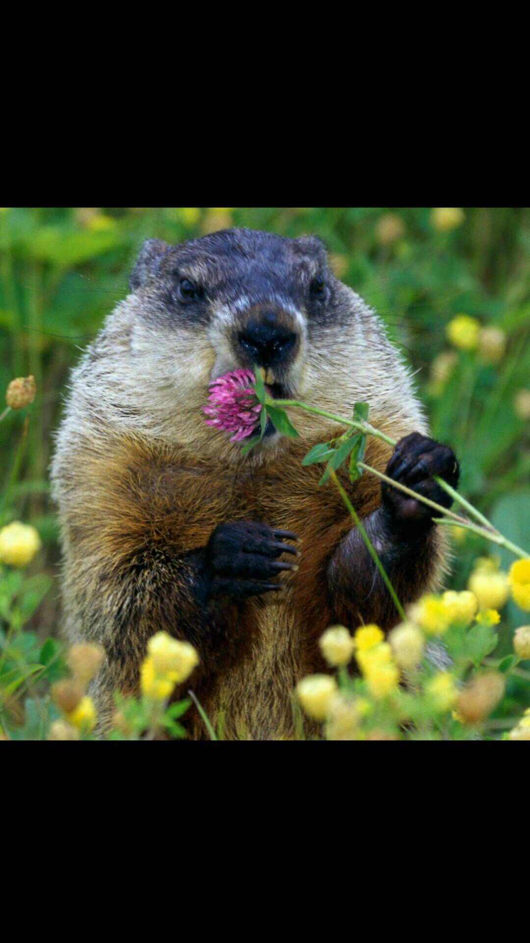 I like the ground and I am a hog