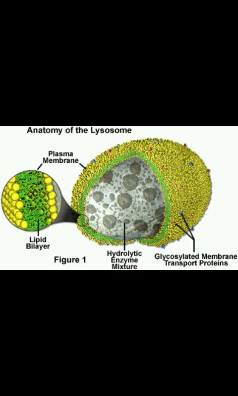 Lysosomes detoxify the bad and get rid of the old stuff you had. Lysosomes are the best.