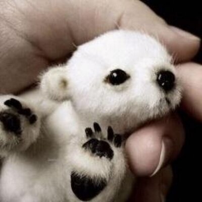 Baby Animals Babyanimalpix Twitter Baby Animals Babyanimalpix Twitter