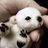 BabyAnimalPix's profile image