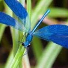 7blue_dragonfly Profile Picture