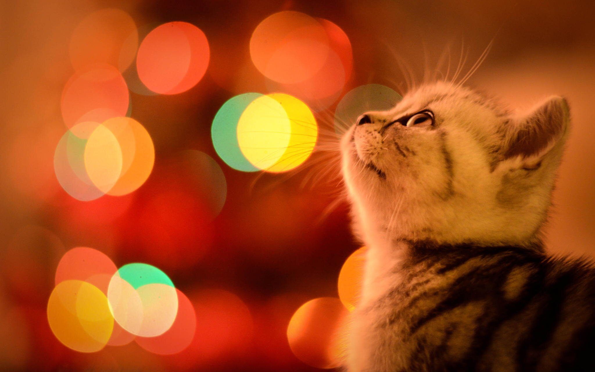 We Follow and Promote Canada's best house music!                     Original House Cats!