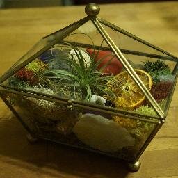Fantastically unique terrariums