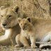 Lioness (@lion_momma) Twitter profile photo Lioness (@lion_momma) Twitter profile photo