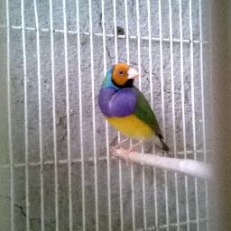 AndreaFanais's profile picture. 