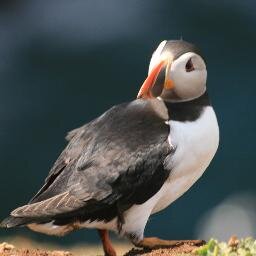 GoodwickGirl's profile picture. I love living in west Wales...but I like to know what's going on elsewhere too...