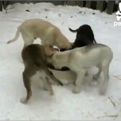 gamellepourchie's profile picture. 