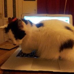 A cat that edits the community articles for @LeftLion 
*Caveat: Not that actual cat, her paws are too tiny to type.
