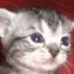 主に愛猫のことをつぶやきます。
ITという名のサービス業に従事。