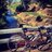 stevo_wilso's profile image
