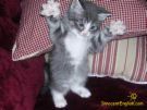 cutekittensblog's profile picture. This blog is an entertainment as well as advocacy for animal adoption. I hope to raise money animal adoption facilities. Thanks for checking out my blog!