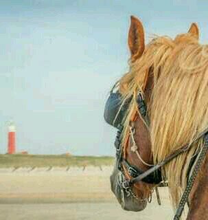 texpaardentram1's profile picture. Wij rijden rondritten met een authentieke tram en strandritten met een boerenwagen. Tevens verzorgen wij groeps-, familie-uitjes.
