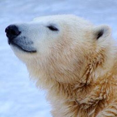みな きょうはあの襟の作り方を発見したんだった 材料 薄地の布 1 細長く裁って型を付けやすくするために糊付けします 2 鏝を使って8の字に襞を作ります レースやカットワークで飾ったり 型崩れしないように縫い止めるのもよいでしょう みたいな感じ