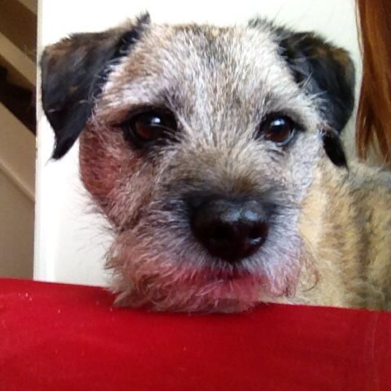 i iz a BT, i iz 11 & livz in Nottingham. Luvz playin chase, makin messez wiv water & destroyin indestructible fingz, all wiv my hoomin bruvver. #BTposse