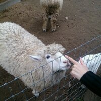 もふこ☆ (@momotantantanta) Twitter profile photo