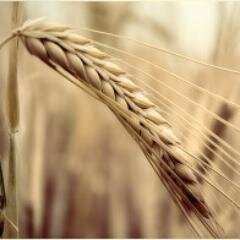 F_E_Salvacao's profile picture. Temos a intenção de levar a palavra de Deus. Quem crê e for batizado será salvo, e quem não crê será condenado. Quem tem sede, venha! https://t.co/aNOd4Q8Jqf