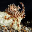 Nell Davis - @Nelalvai - Twitter