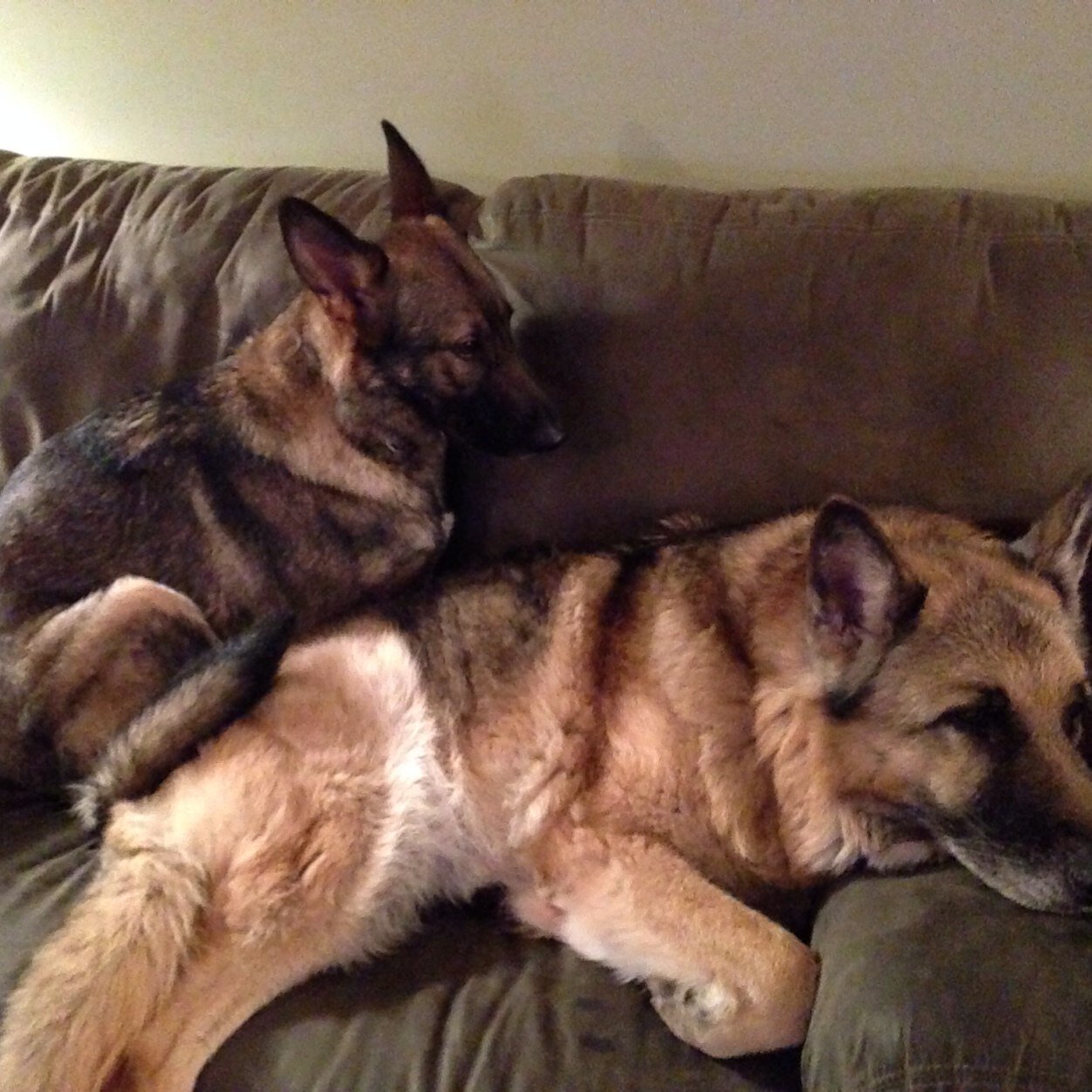 Laura_GuerinTC's profile picture. Momma, Professional Volunteer & Going to the Dogs