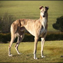conorcullen10's profile picture. i like greyhound and  coursing  and darts