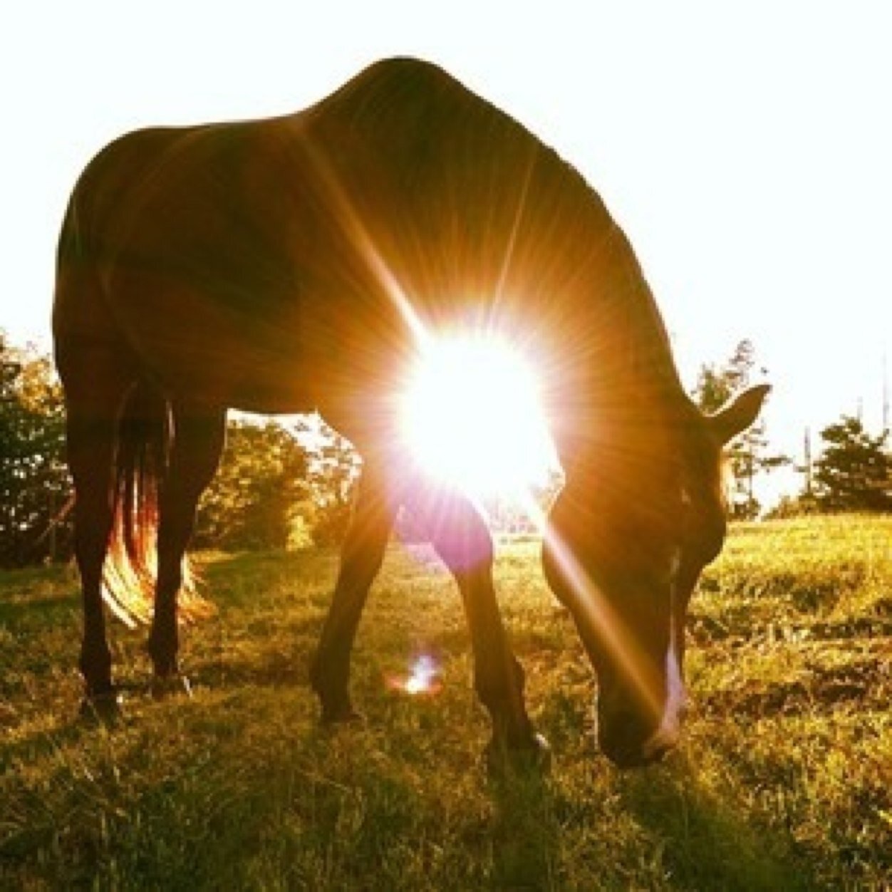In the saddle on a horse
