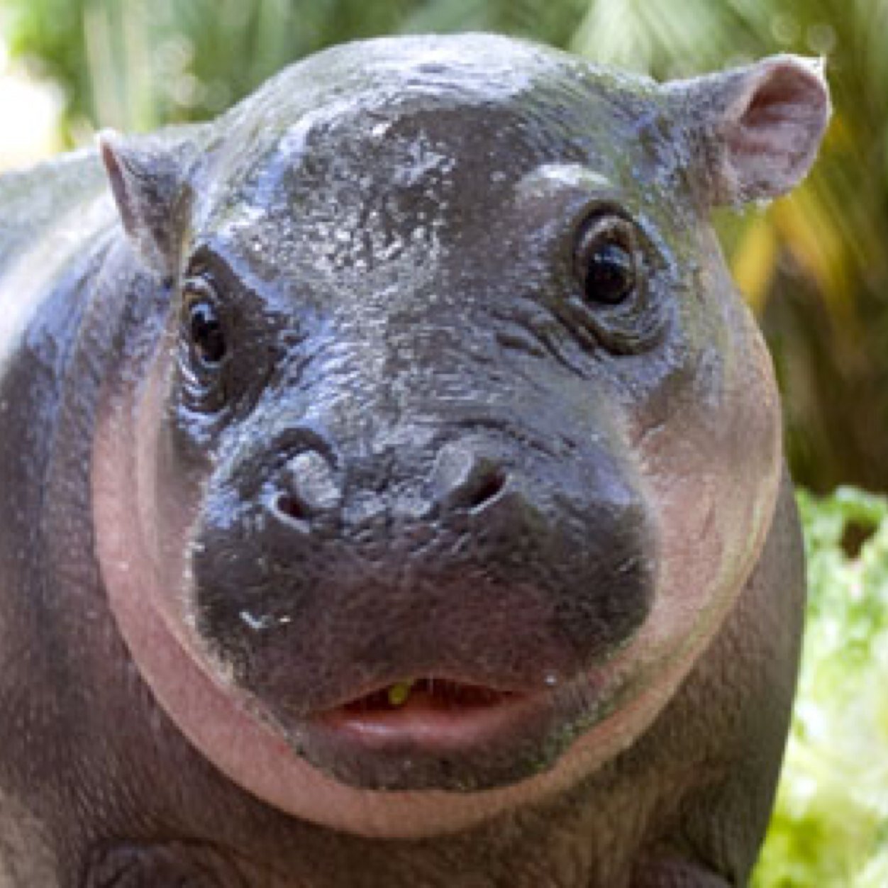 Pygmy_hippos's profile picture. Warning-Fake website for a biology project. Save the Pygmy Hippos though :)