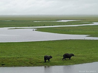 Apure. Lo mas criollito del mapa!