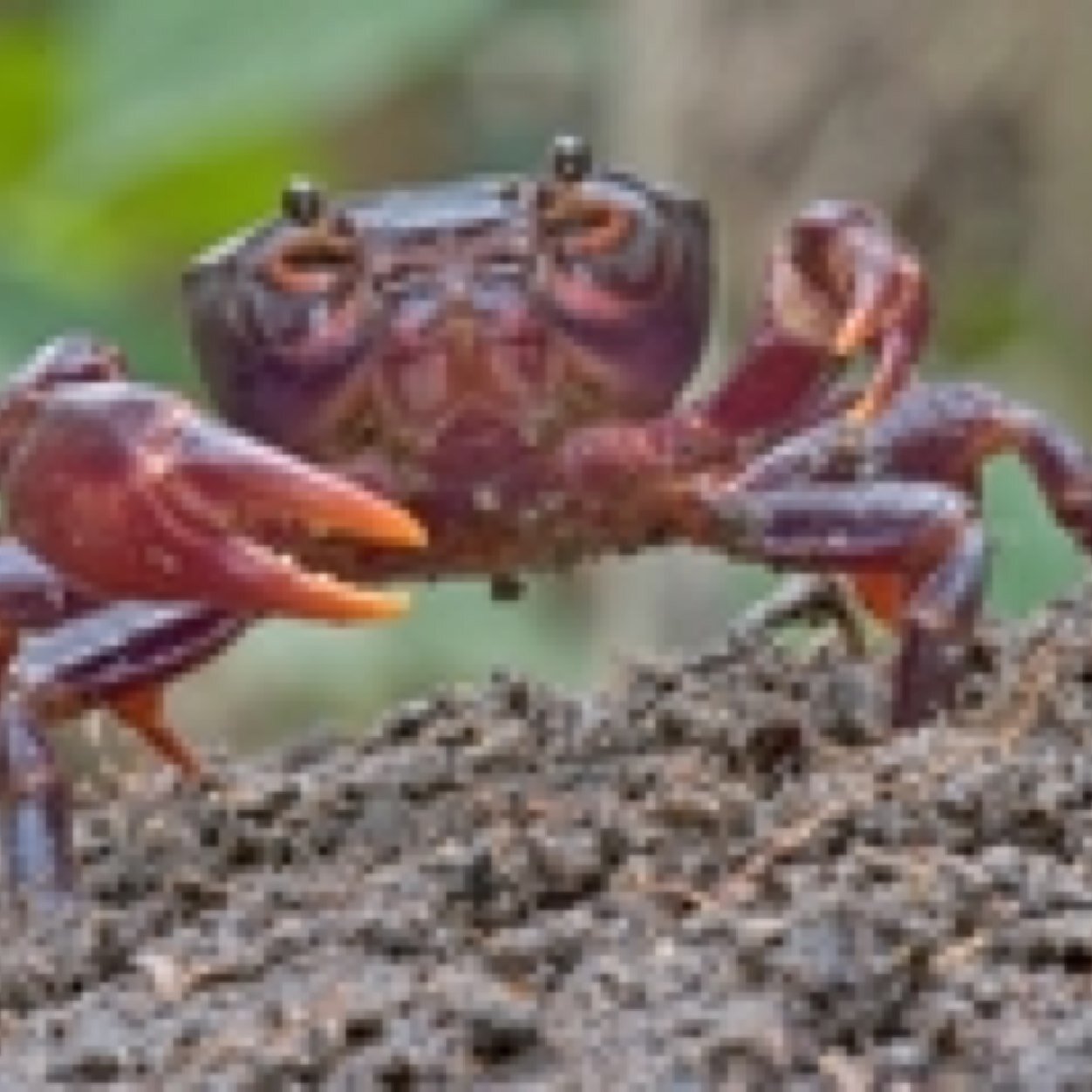 the_marsh_help's profile picture. This is the purple crab foundation to help the crabs from becoming even more endangered. You can help by donating a little and saving a lot of lives.