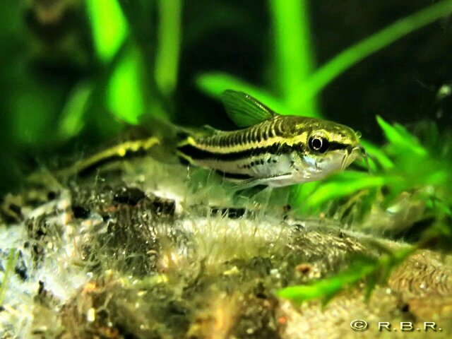 roland_lawu's profile picture. 