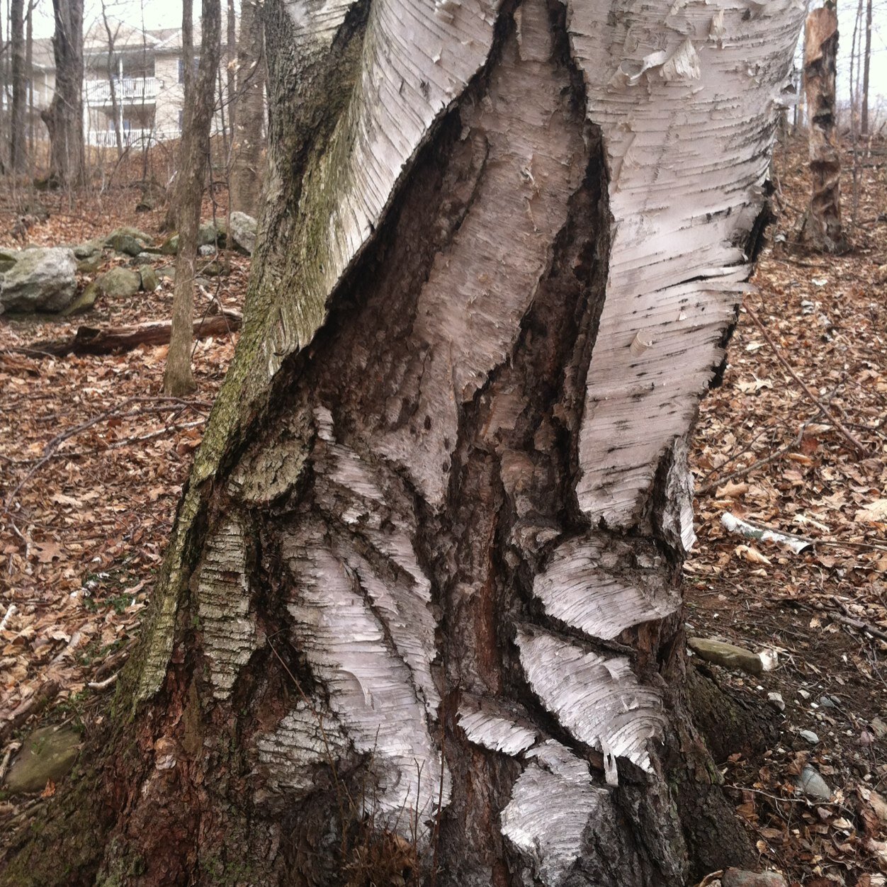 power_beth's profile picture. 