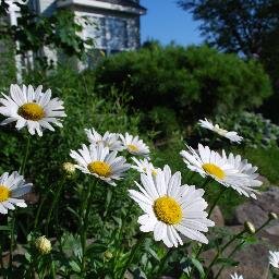 apldoh's profile picture. Ohio Chapter of the Association of Professional Landscape Designers