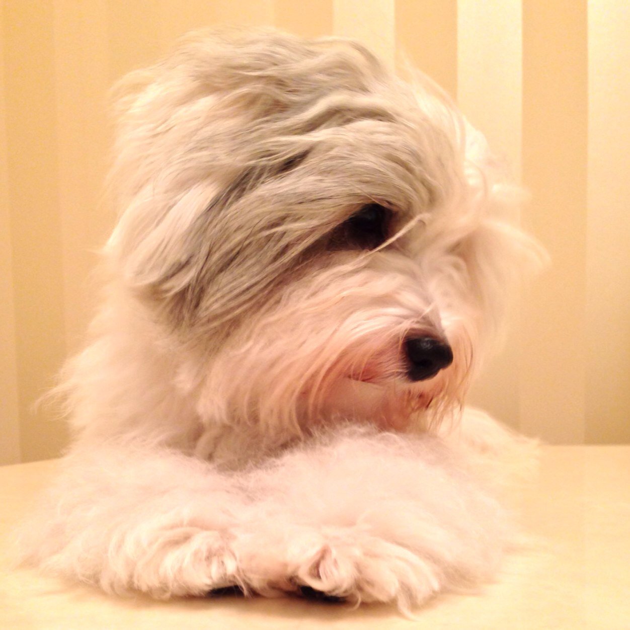 I'm a well travelled Coton de Tuléar and companionship is my purpose. Once a year I'm groomed to Cotonalba perfection, but prefer to look like a pet.