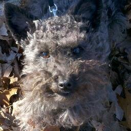 I'm Olive. I like chicken, steak, carrots, toys, chicken, walks, toys, and oh yeah, chicken. #Blogger dog and co-star of #TurboBook.