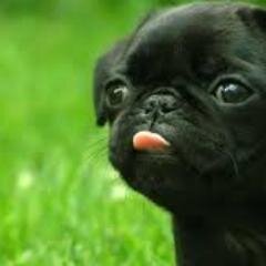 What Does The Pug Say?