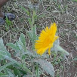 alwafi4949's profile picture. شخص يكرهه العقلاء ويراهن على المجانين