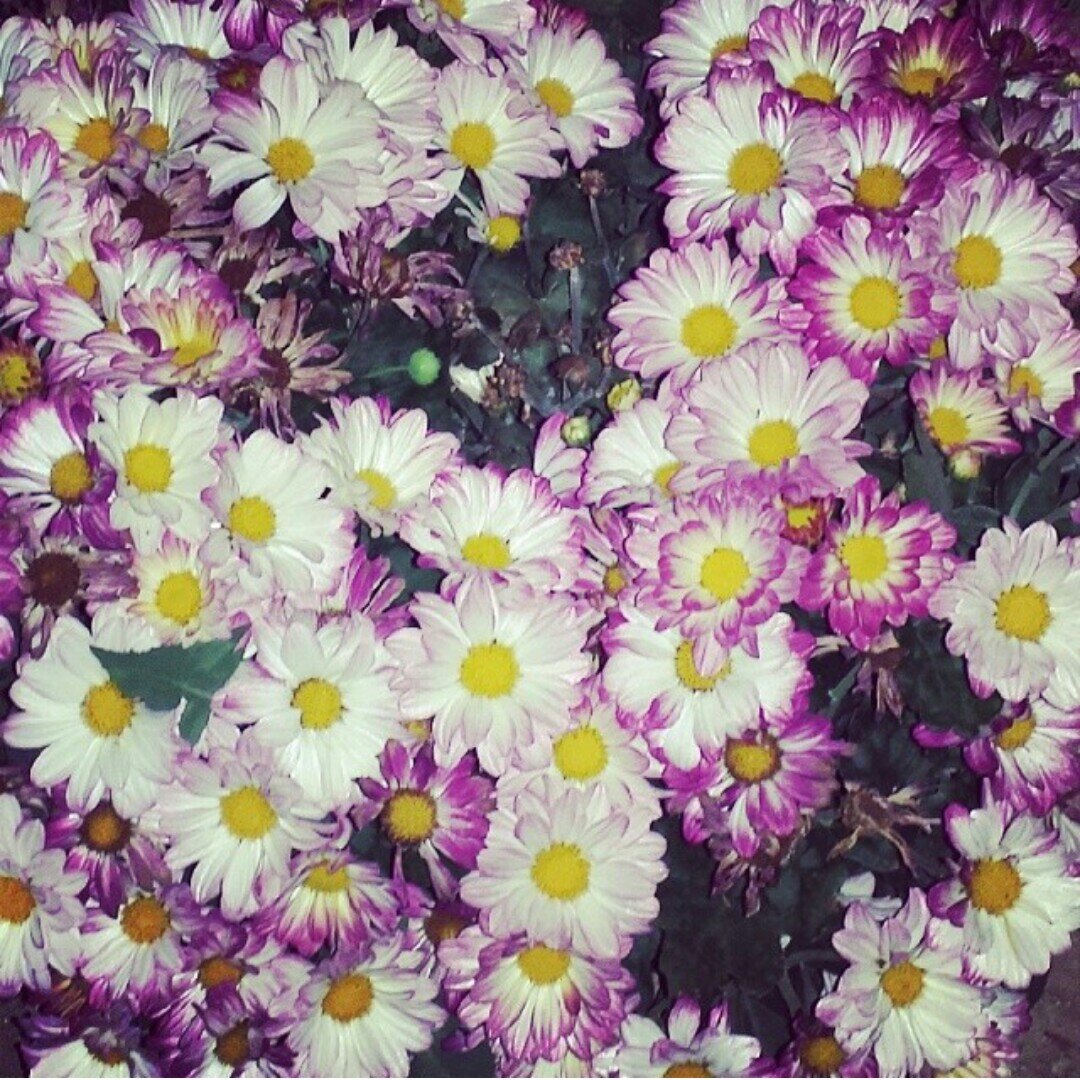 يا رب ادمها لي حتى يتوقف النبض بداخلي ♡ @shrooq_m57
