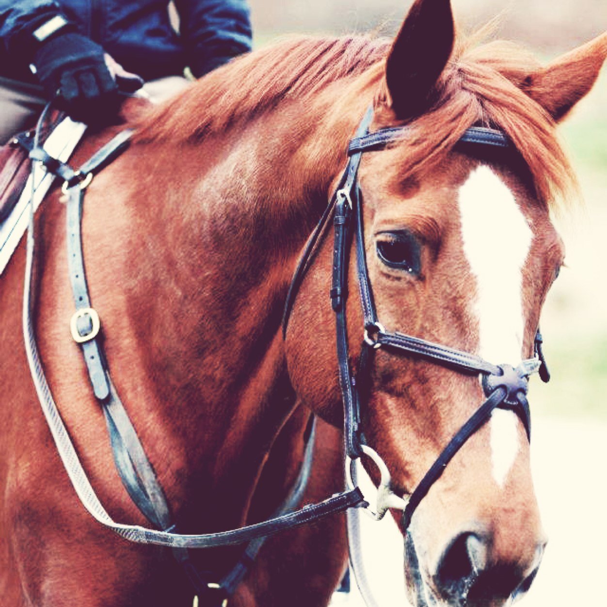 eqstruggles's profile picture. equestrian struggles...we've all had them!