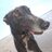 marvinlongtail's profile image